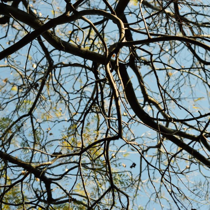 Tree branches