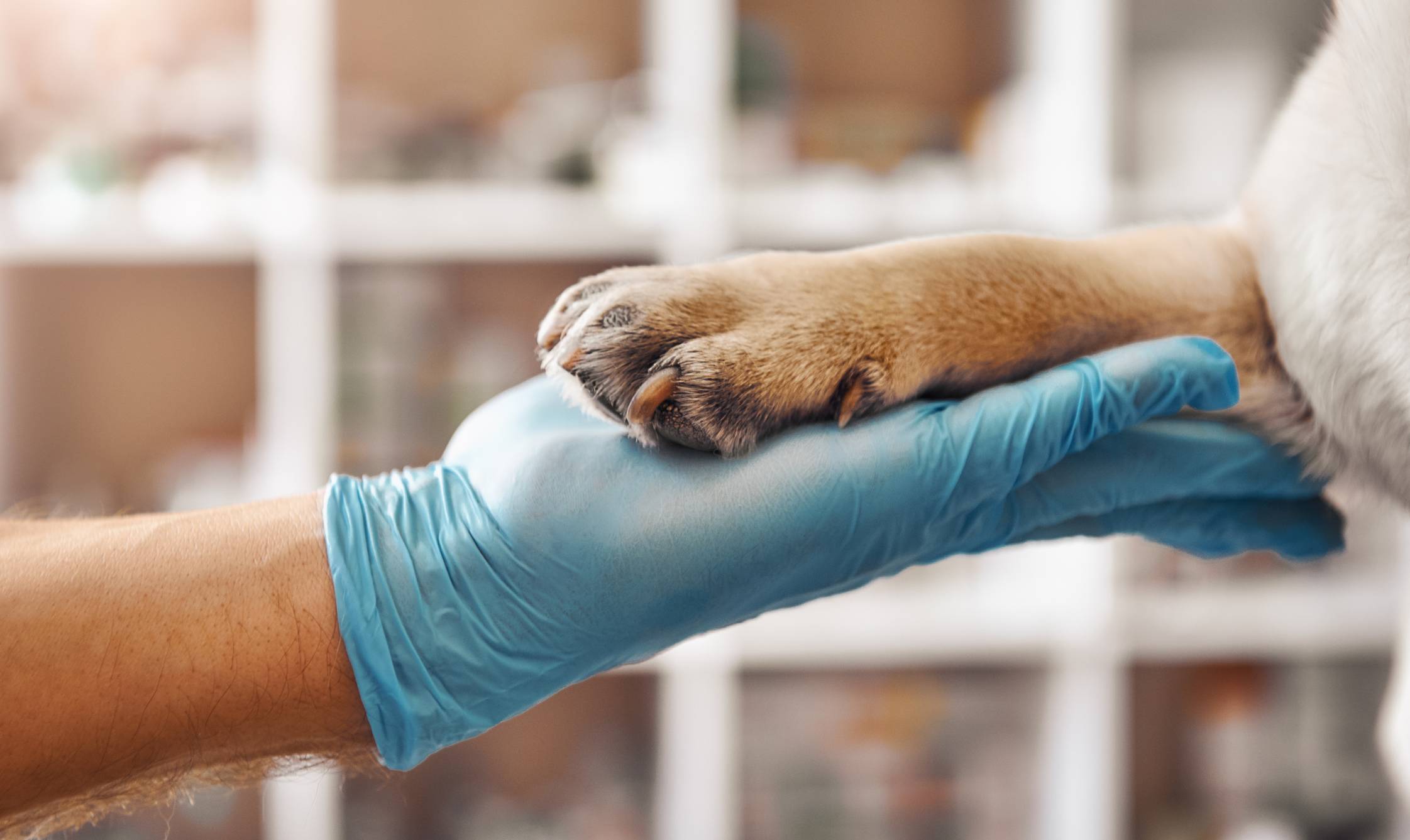 Pet Care  Pet Care