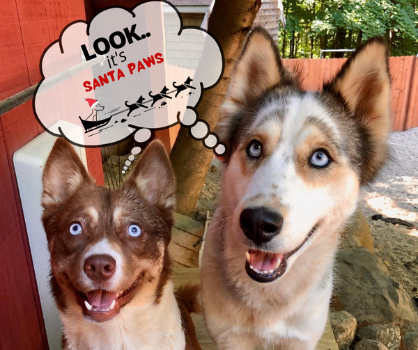 peaceandpawsdemo.png