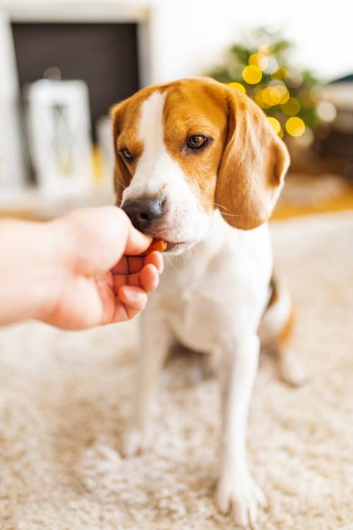 Compounded Meds for Dogs at  John’s Creek Pharmacy 