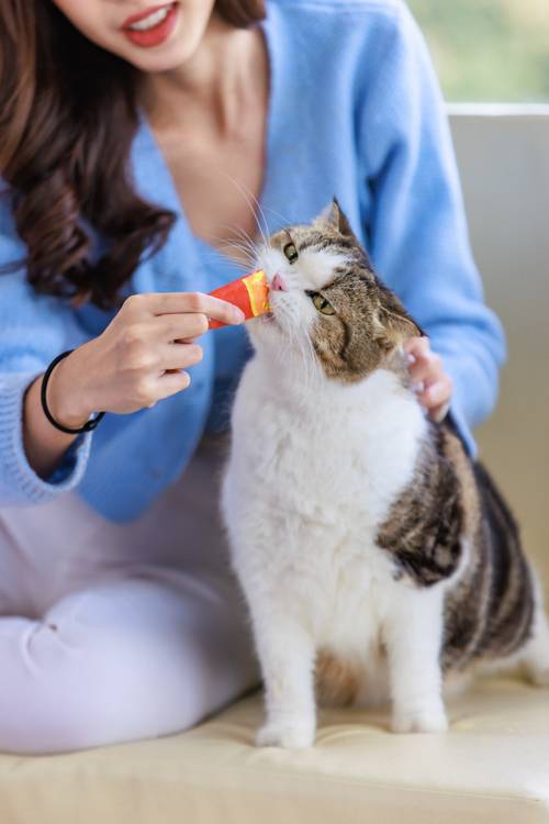 Compounded Meds for Cats at  John’s Creek Pharmacy 