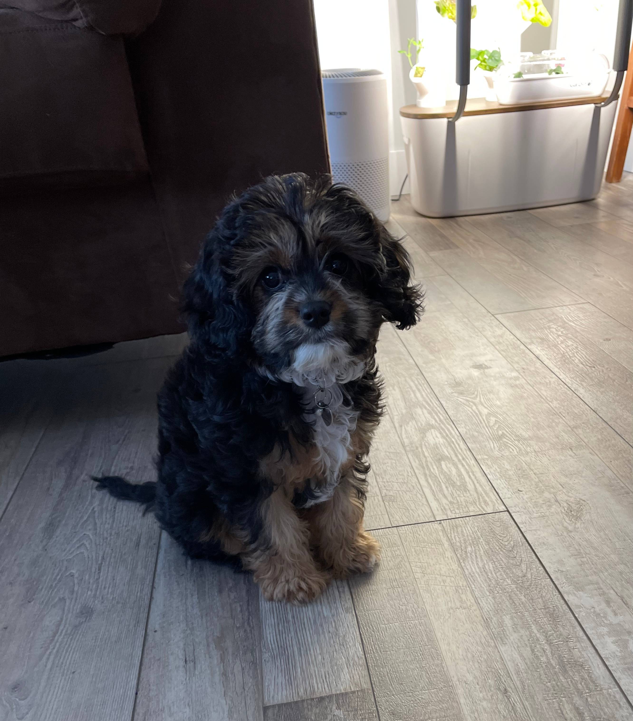 We are proud to offer Pet Care including limited supplies and medications. Pet Care