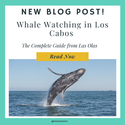 whale watching cabo