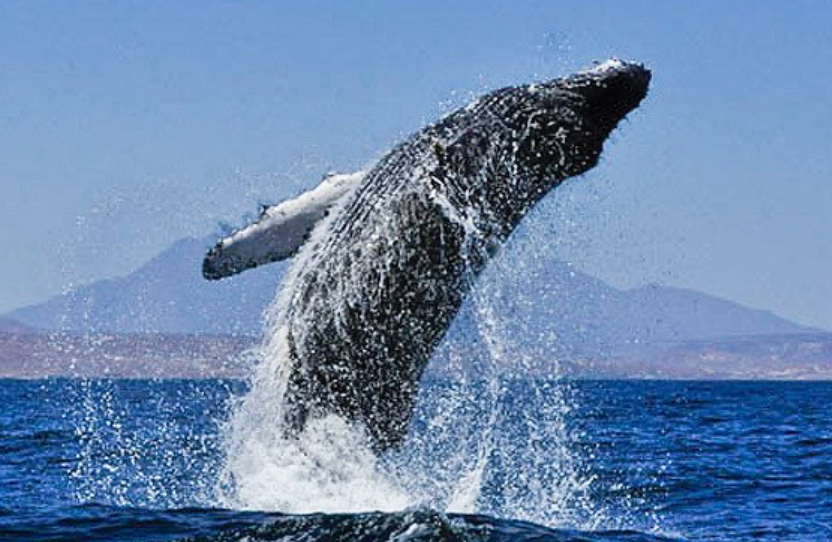 whale watching cabo