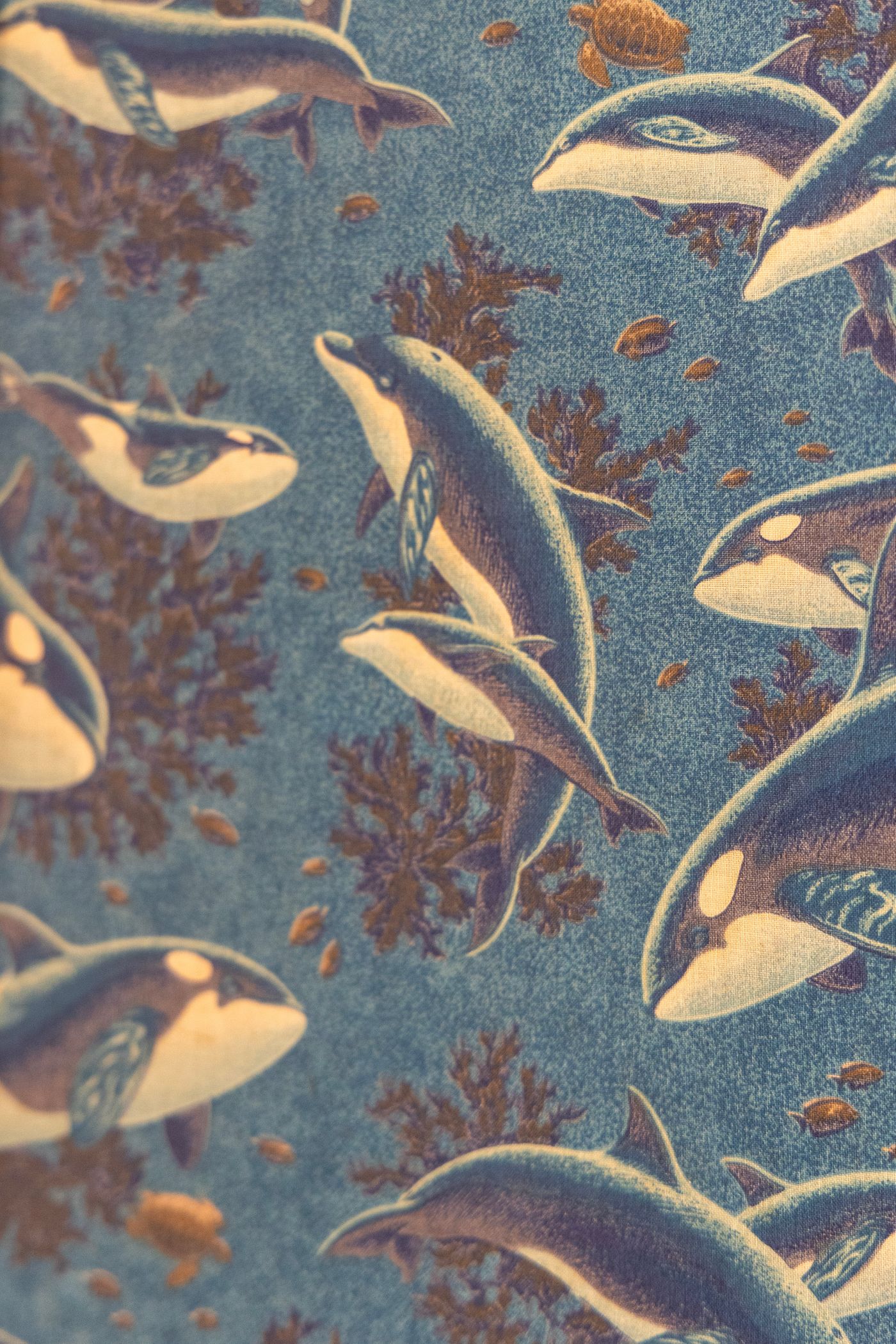 surf vacation mexico