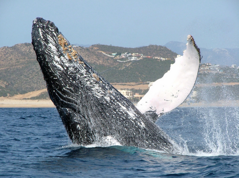 whale watching cabo