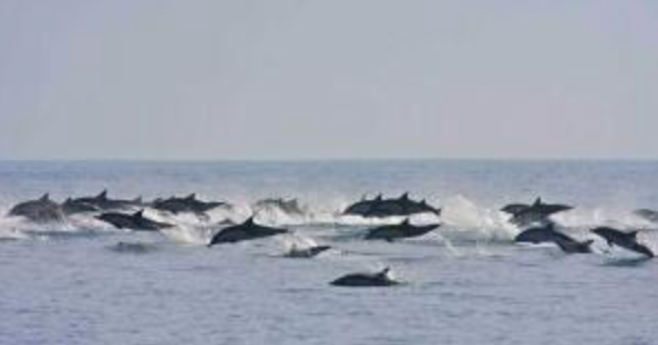 Luxury Cabo Villa for Sale