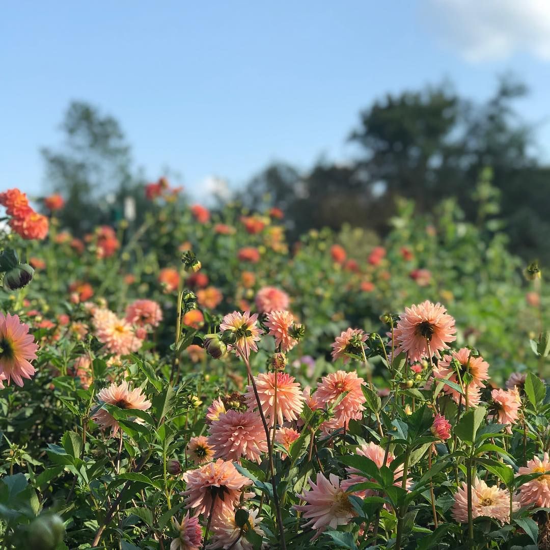 flower farm 2.jpg
