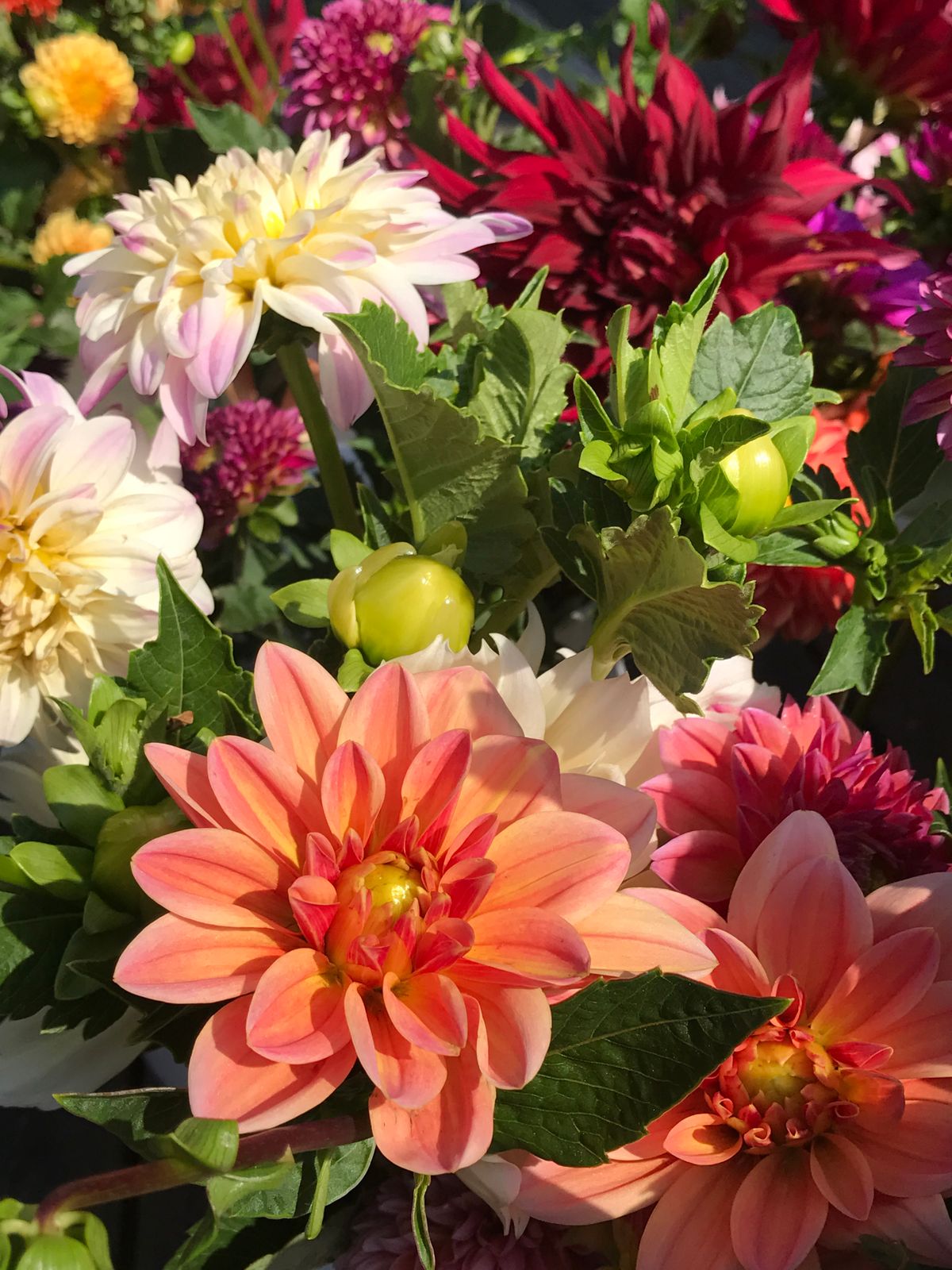 flower farm.jpg