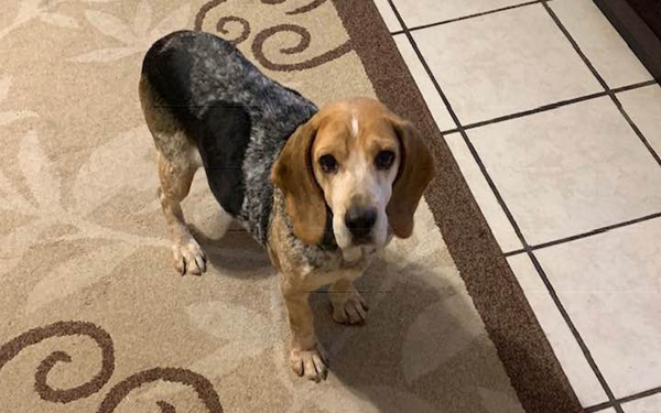 Ariel_Snoopy Beagle.jpg