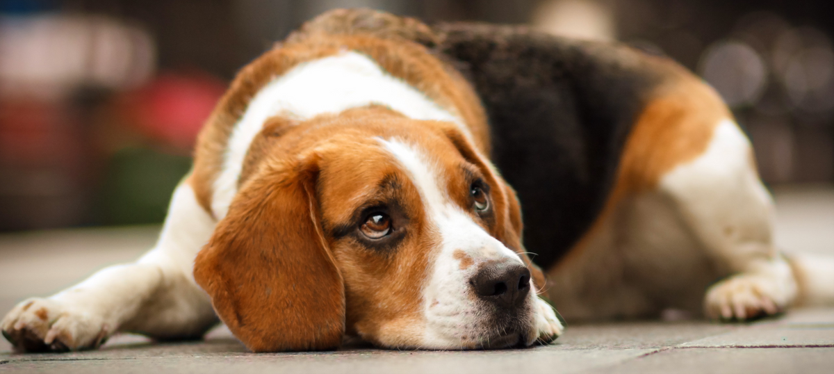 sad beagle.png