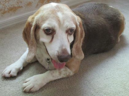 99+ Beagle Dog For Sale Near Me - l2sanpiero