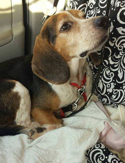 Tricolor Beagle.png