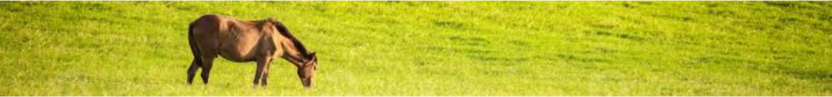 horse in field.png