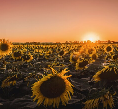 sunflowers.png