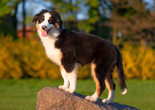 Dog standing on a rock