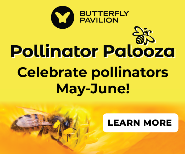 BP_PollinatorPalooza_Ad_300x250dpi.png