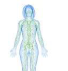 Lymphatic 3.png