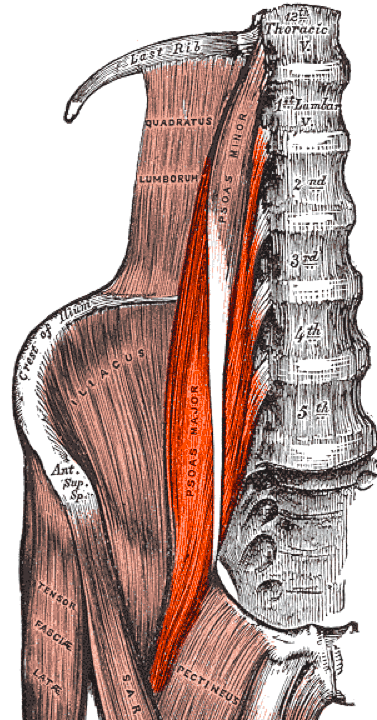 The psoas major muscle (pronounced “so-as”) is often referred to as the deepest core, or as yoga therapist and film-maker Danielle Olson states, the “muscle of the soul.” This core-stabilizing muscle located near the hip bone affects mobility, structural balance, joint function, flexibility, and much more. In addition to its function to help keep the body upright and moving, the psoas is believed to allow you to connect with the present moment especially when it is stretched out and tension is released from the body. Psoas-major