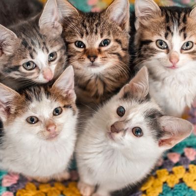kitten yoga.jpeg
