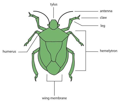 stink-bug-diagram.jpg
