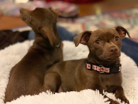 Pet Care Page Photo.jpg