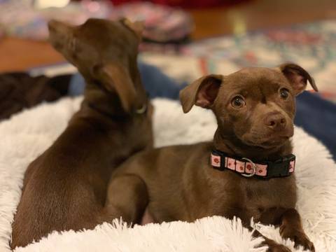 Pet Care Page Photo.jpg