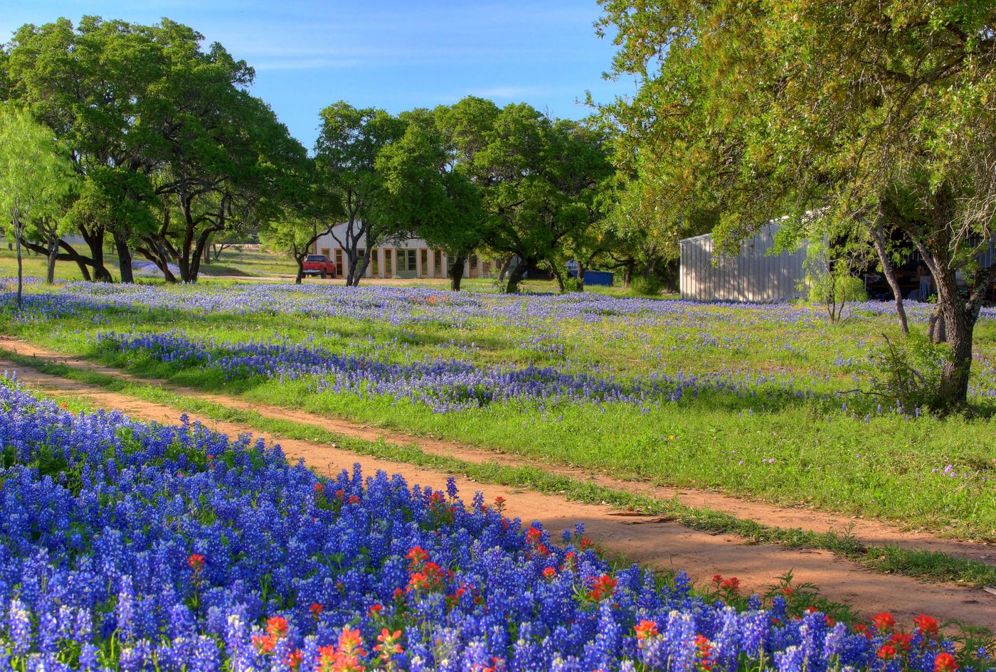 Texas Wildflower Wedding Venue