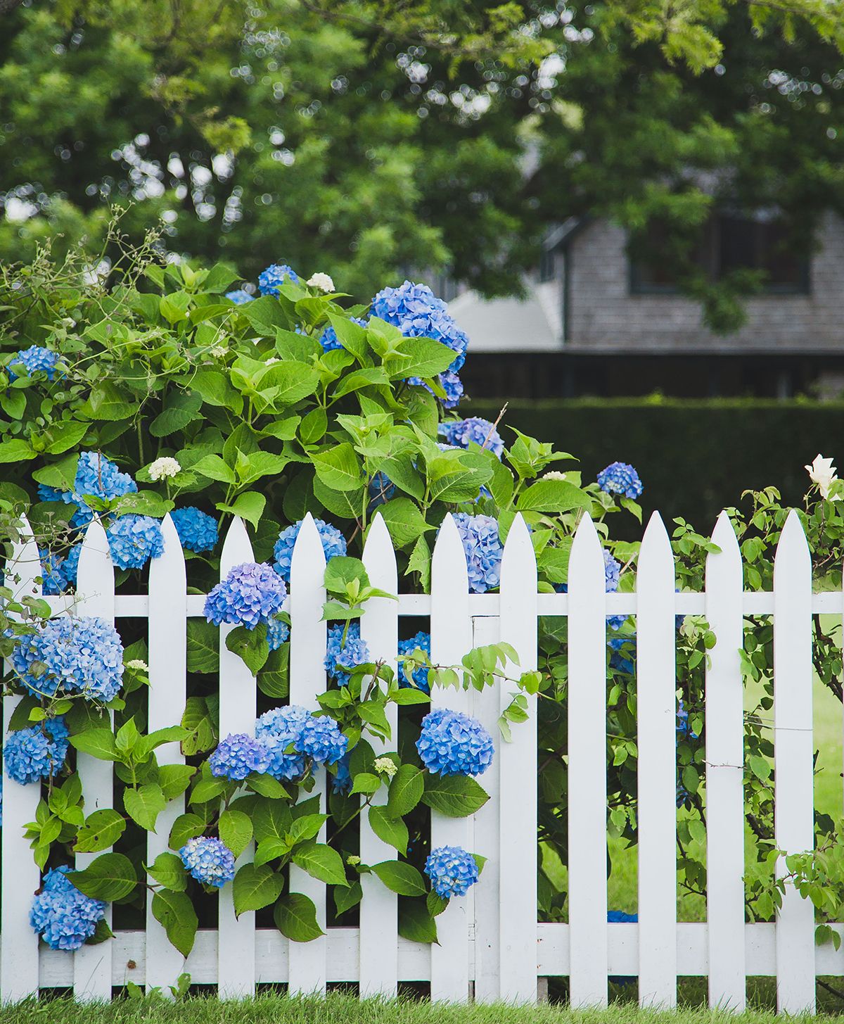 LILLY ST / ACK Securing seclusion on Lilly Street