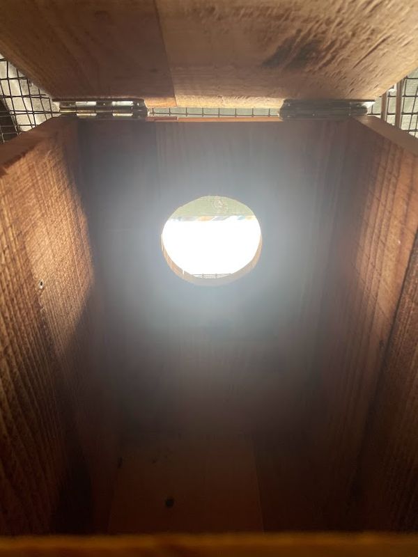 Dohlen sind clevere Vögel und werden den Weg ins Nest finden.