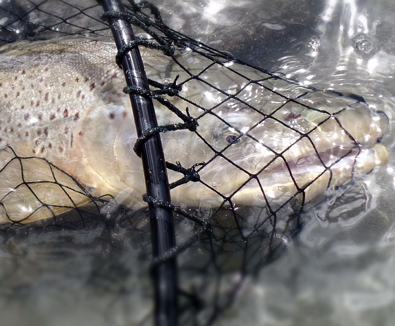 “Having fished with many guides all over the world, without a doubt, Gordy is the finest combination of fish guiding skills, conversationalist, and ability to get one onto some of the finest water you will ever see to sight fish 4-10+lb rainbow and brown trout on dry flies.