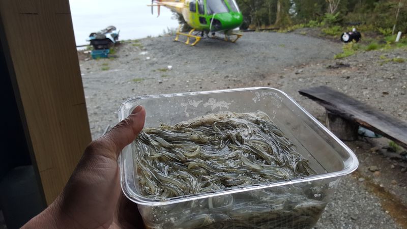 whitebait  lake mckerrow.jpg