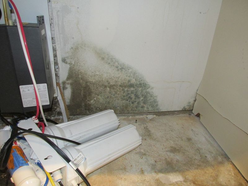 Mold in Kitchen Cabinetry