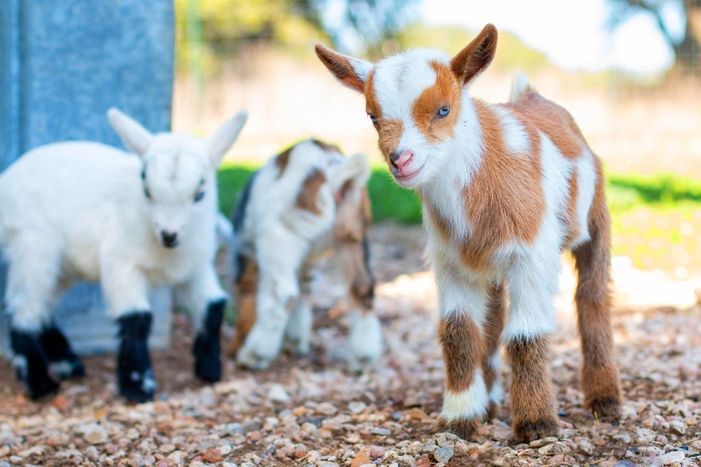 baby goats.jpg