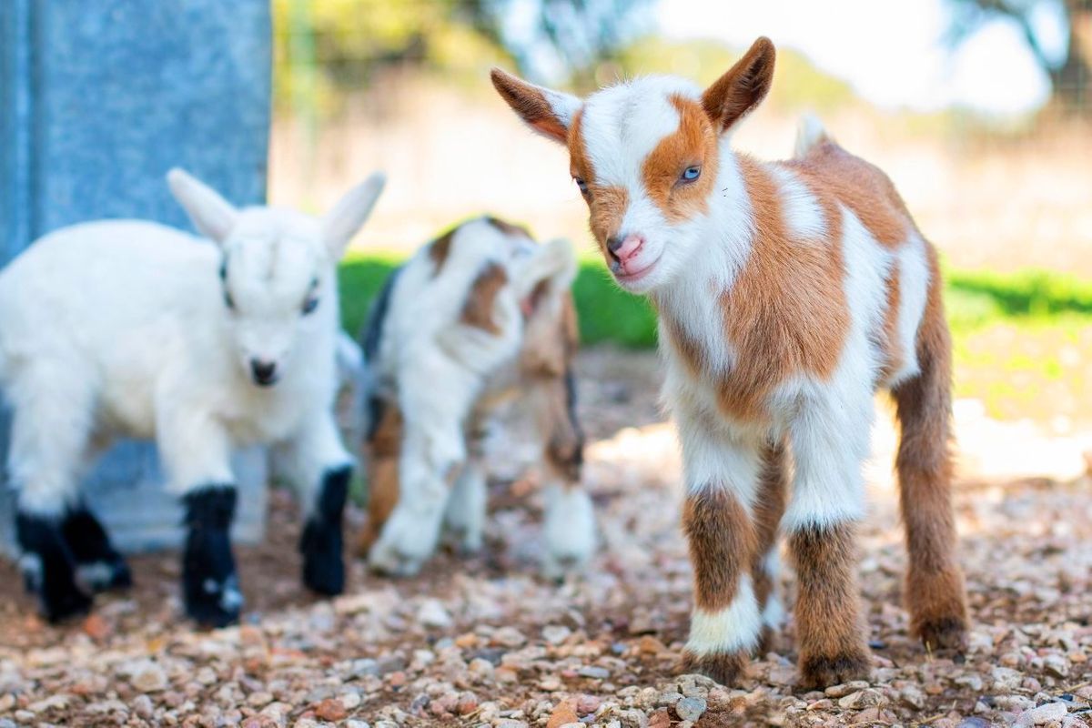baby goats.jpg