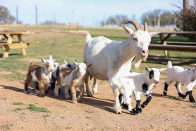 Jester King Guided Goat Walks