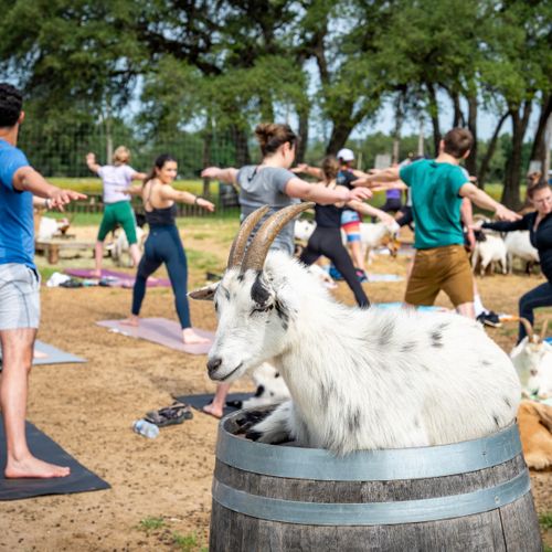 goatyoga-5.jpeg