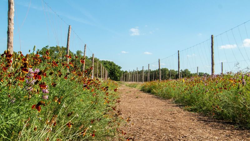 Jester King Brewery Kitchen Farm Event Hall