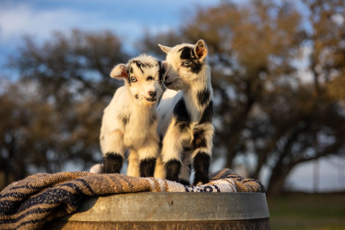 baby goats-1- whitepair.jpg