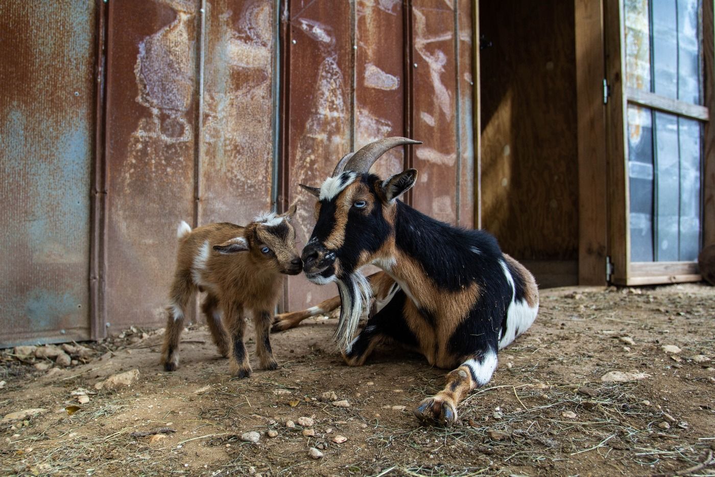 baby goat 9.jpg
