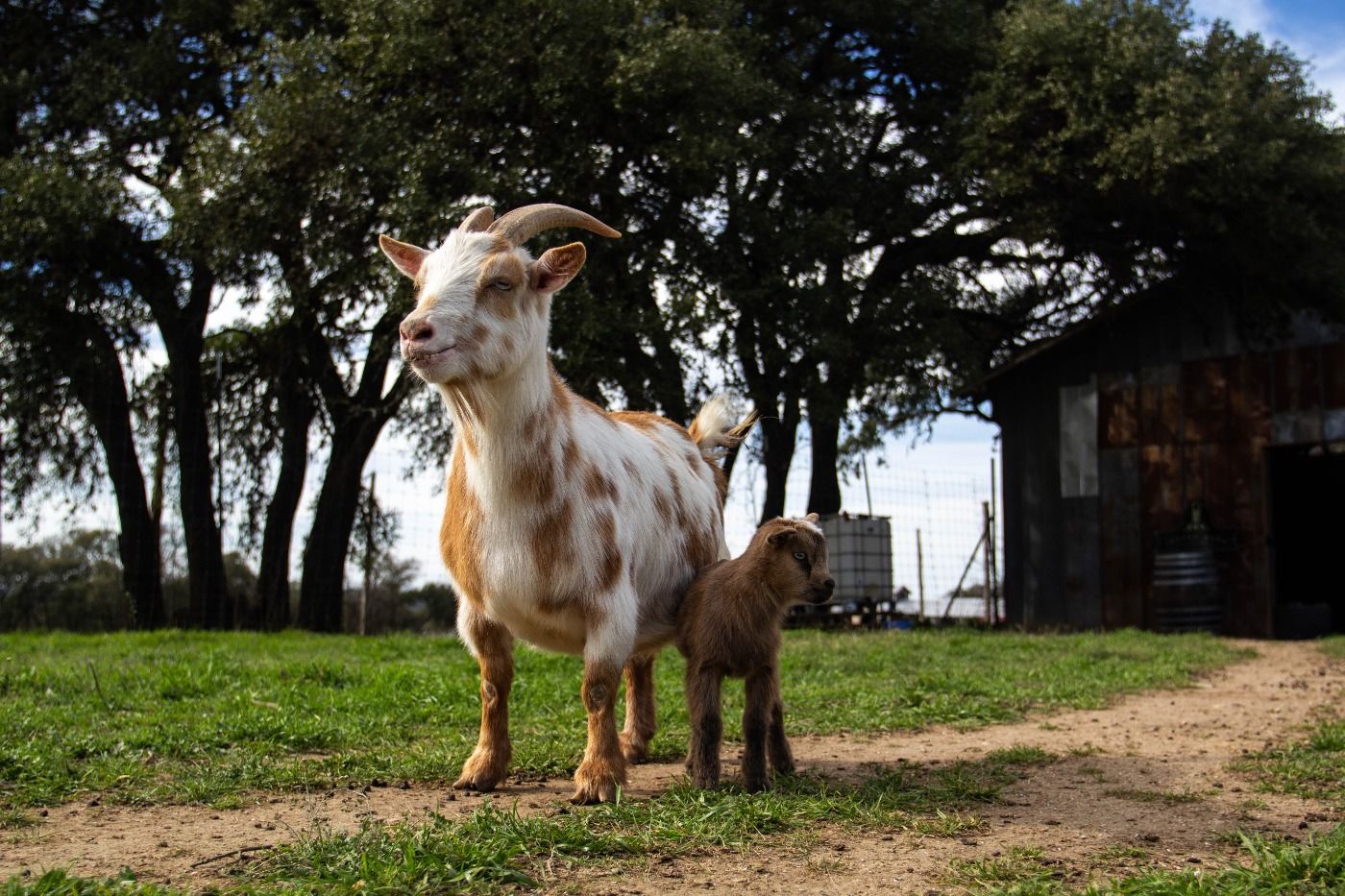 baby goat 6.jpg