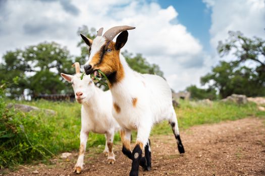 SunsetGoat-15.jpeg