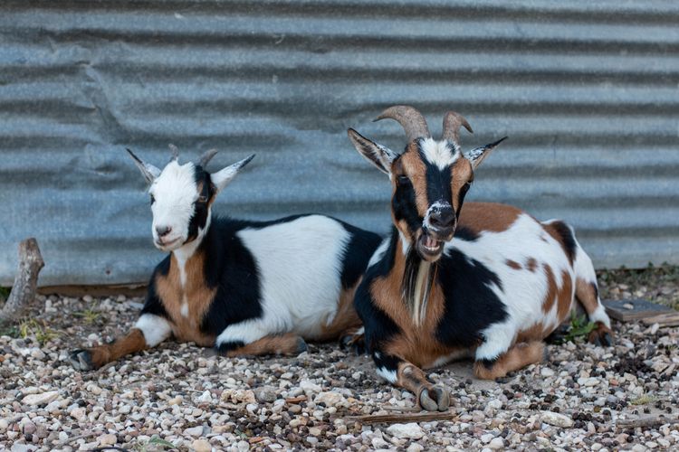Jester King Goats.jpg