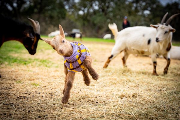 Jester King Brewery and Farm Tours