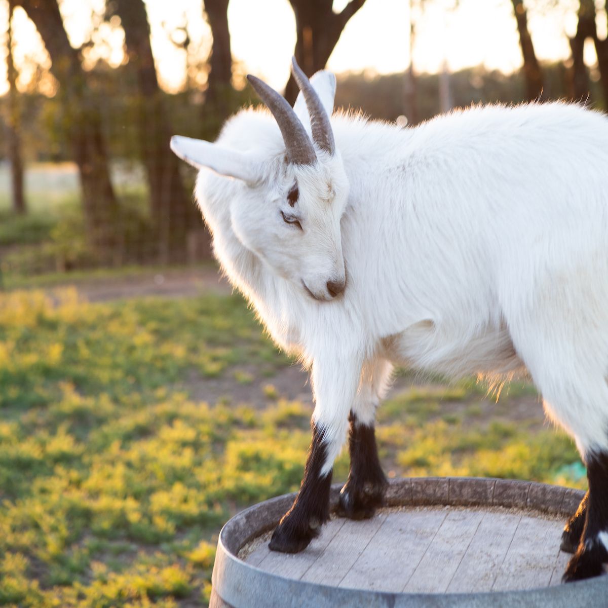 Goats (Photographer_ Jessica Attie).jpg