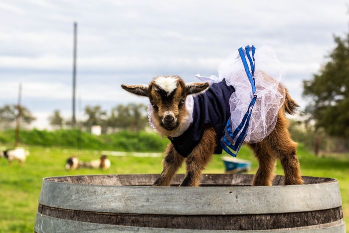 baby goat 1.jpg