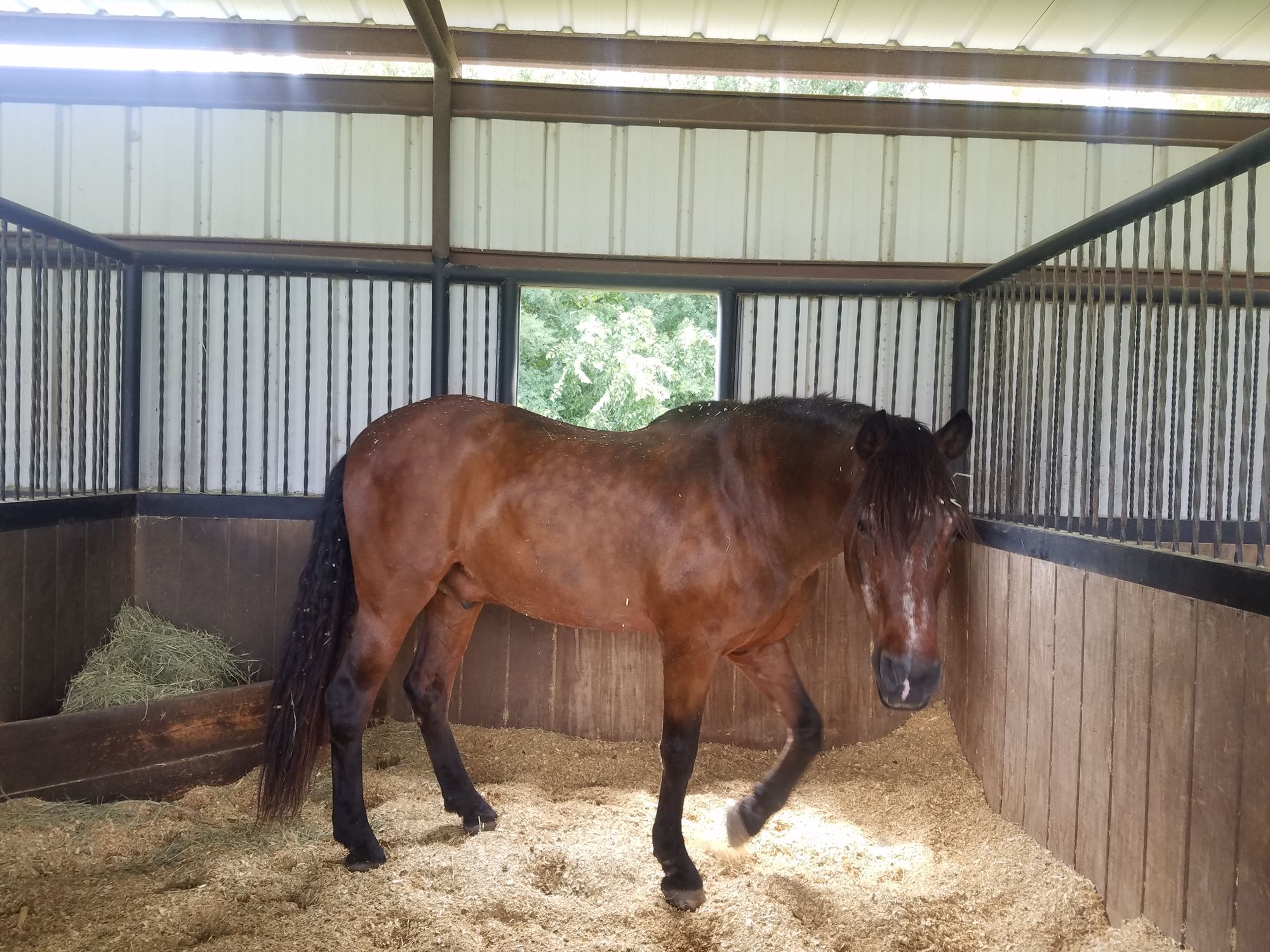 Horse Barn in Manor, Texas
