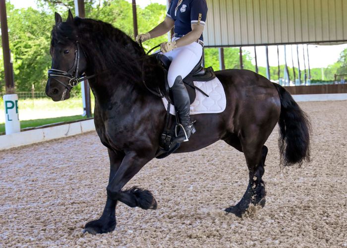 Talented Dressage Horse