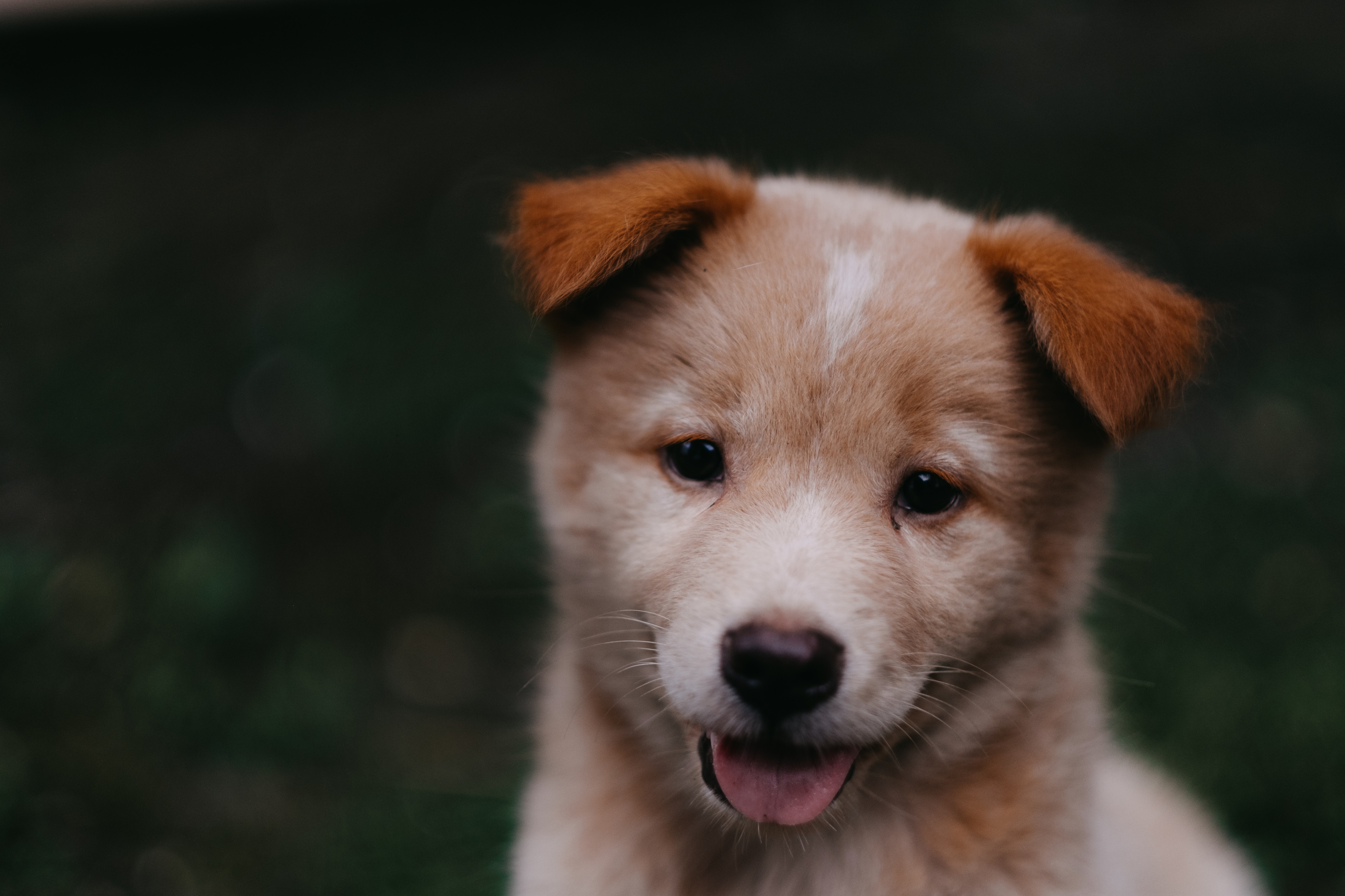 hanny-naibaho-671168-unsplash.jpg