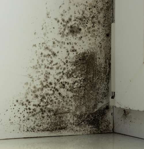 Los Angeles Commercial Mold Damage Restoration 